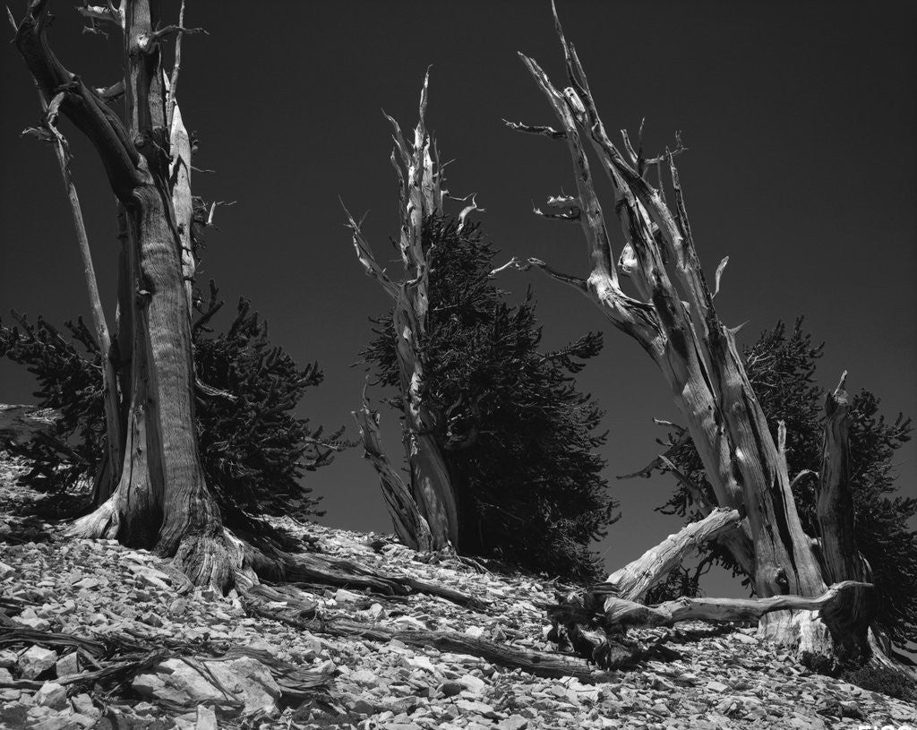 Detail of Bristlecone Pine Trees by Corbis