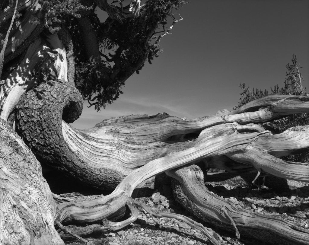 Detail of Bristlecone Pine Tree by Corbis