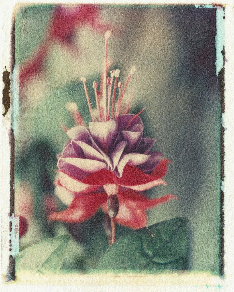 Detail of Freesia Flower by Anonymous