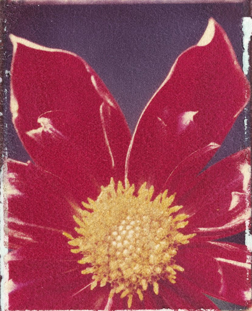 Detail of Red Daisy Flower by Anonymous