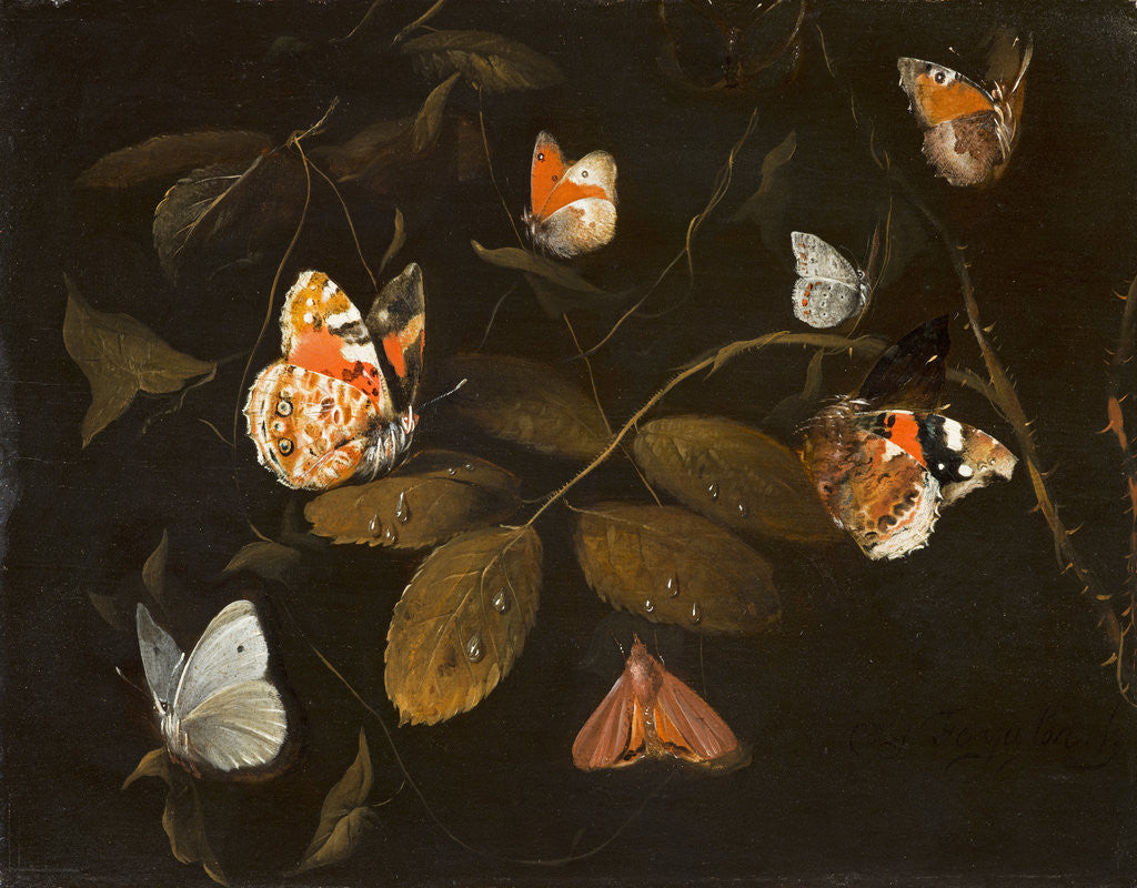 Detail of Sept Papillions sur une Branche de Rosier (Still Life of Six Butterflies and a Moth on a Rose Branch) by William Gouw Ferguson
