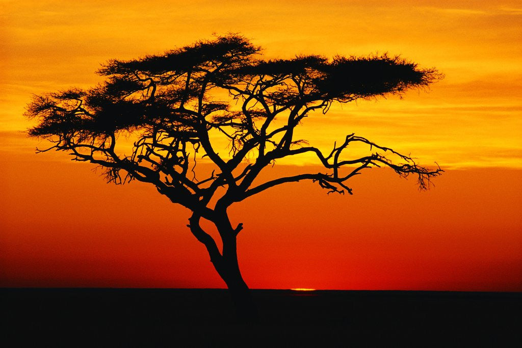 Detail of Acacia Tree at Sunset by Anonymous