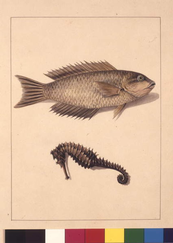 Page 2. Cyprinaceous Labrus and Hippocampus. Now known as Wrasse or Parrot, fish and Sea horse, c.1789-90 by Sarah Stone