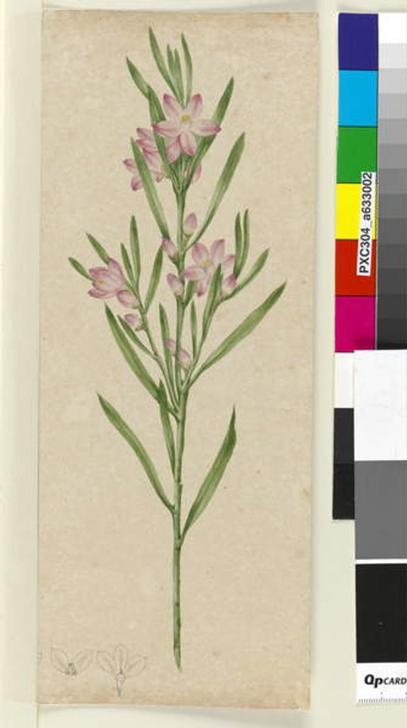 Detail of Unidentified plant, c.1803-06 by John William Lewin