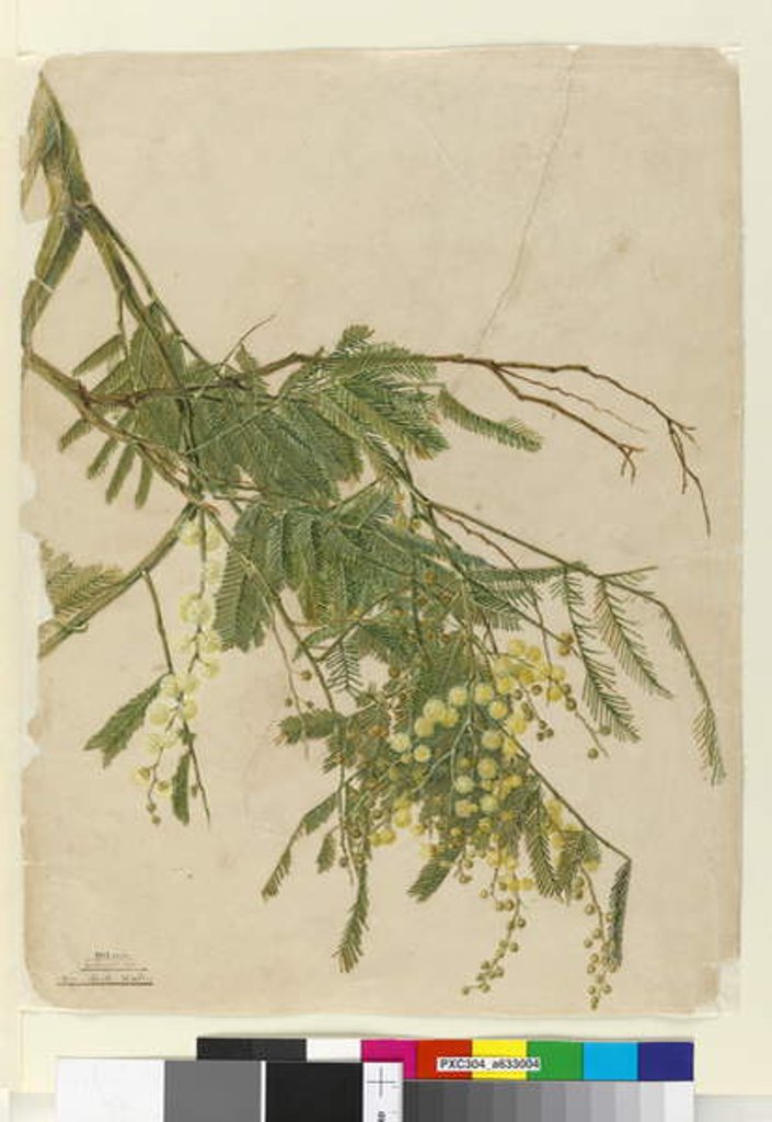 Detail of Acacia, 1805 by John William Lewin