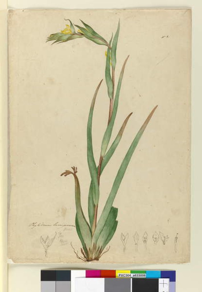 Detail of l. Phylidrum lanuginosum, c.1803-06 by John William Lewin