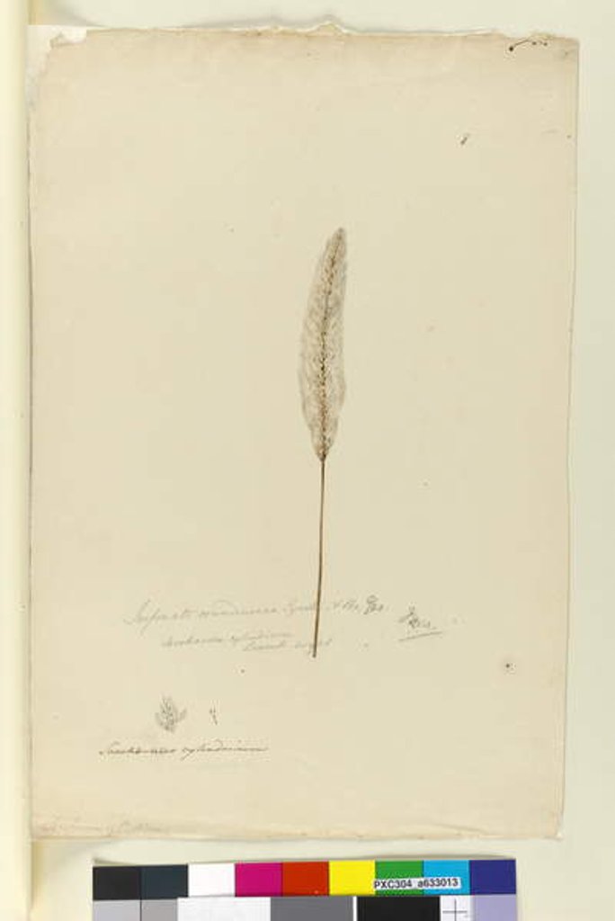 Detail of Page 8. Imperata arundinacea syn. Saccharum cylindricum, c.1803-06 by John William Lewin