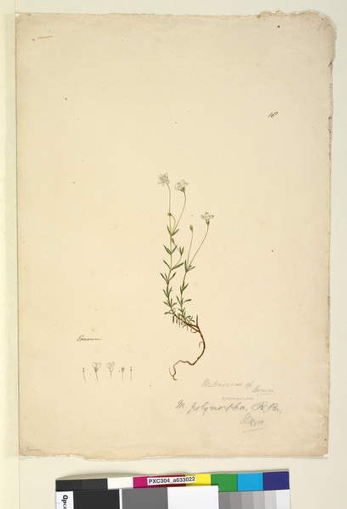 Detail of Page 18. Mitrasacme polymorpha, c.1803-06 by John William Lewin