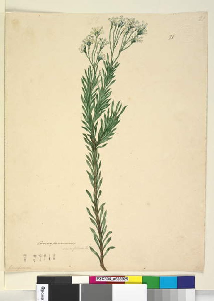 Detail of Page 21. Conospermum ericifolium, c.1803-06 by John William Lewin