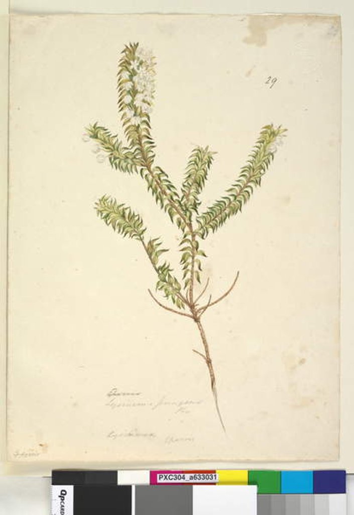 Detail of Page 29. Lysinema, c.1803-06 by John William Lewin