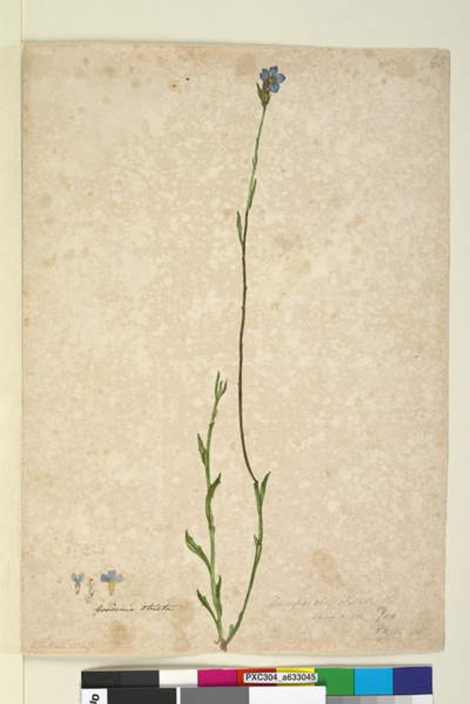 Detail of Page 45. Dampiera stricta, c.1803-06 by John William Lewin