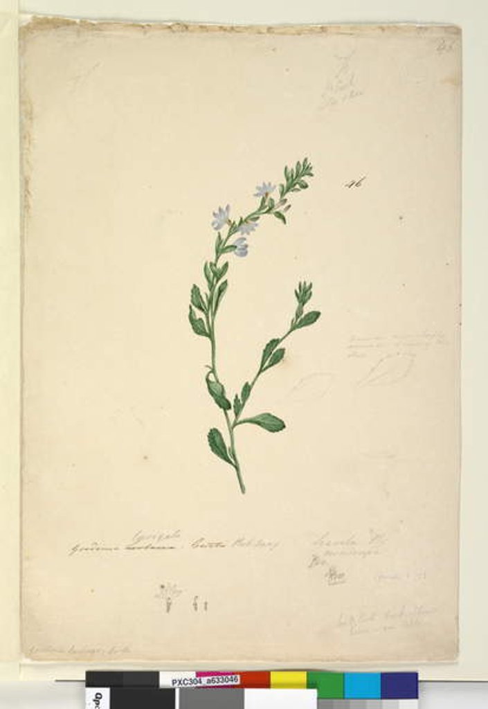 Detail of Goodenia laevigata, c.1803-06, Page 46. by John William Lewin