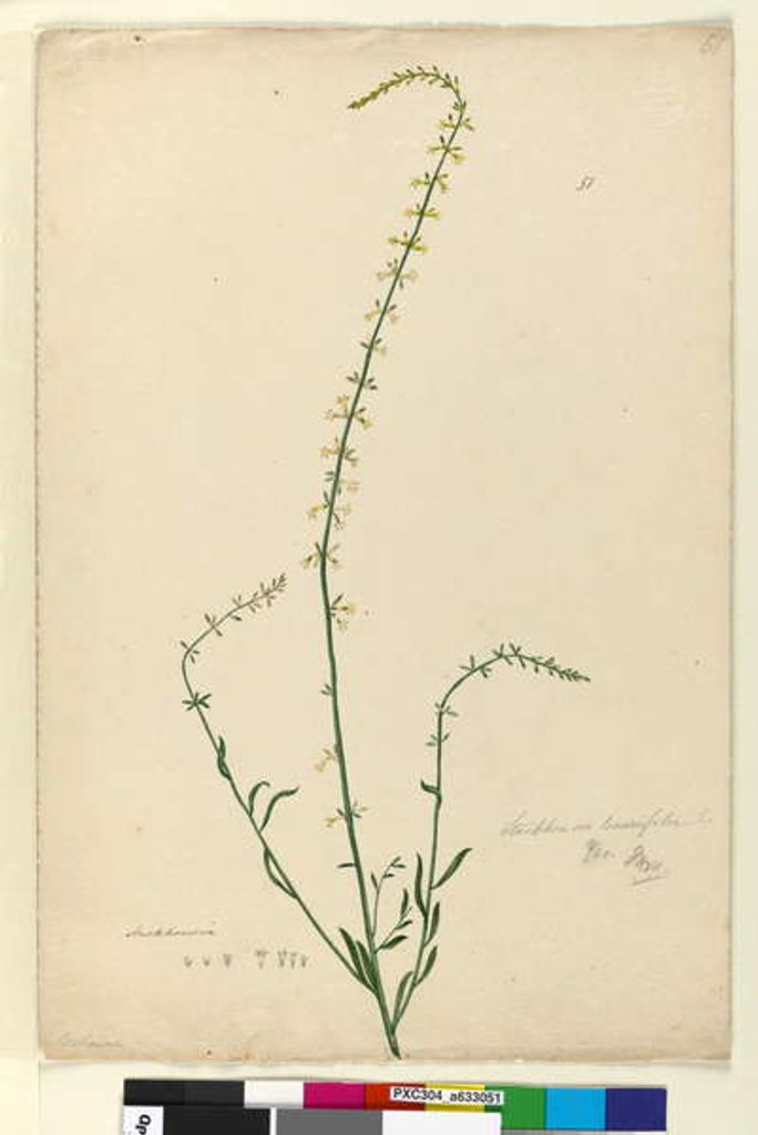 Detail of Page 51. Stackhousia, c.1803-06 by John William Lewin