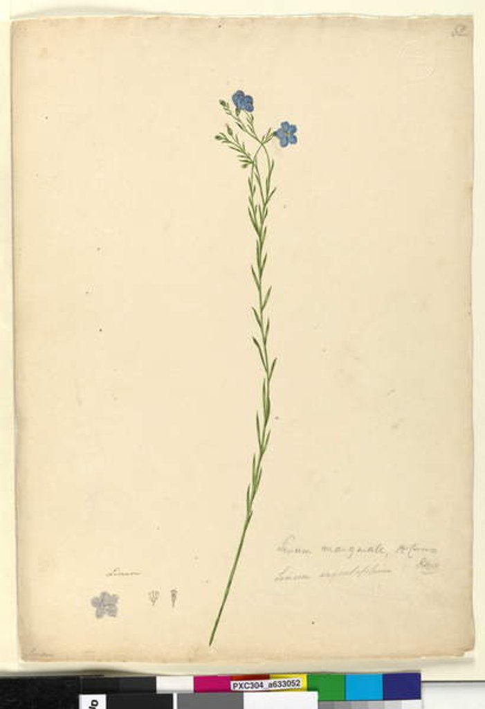 Detail of Page 52. Linum marginale, c.1803-06 by John William Lewin