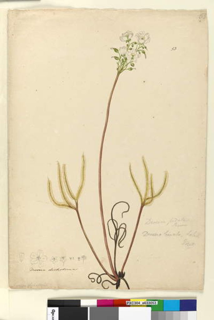 Detail of Page 53. Drosera binata, c.1803-06 by John William Lewin