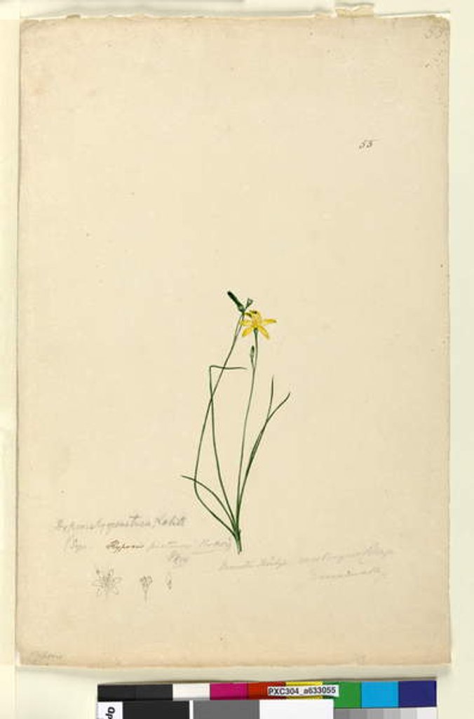 Detail of Page 55. Hypoxis hygrometrica, c.1803-06 by John William Lewin