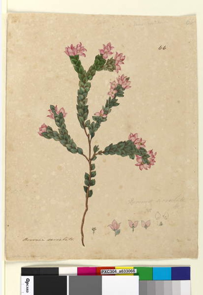 Detail of Page 66. Boronia serrulata, c.1803-06 by John William Lewin