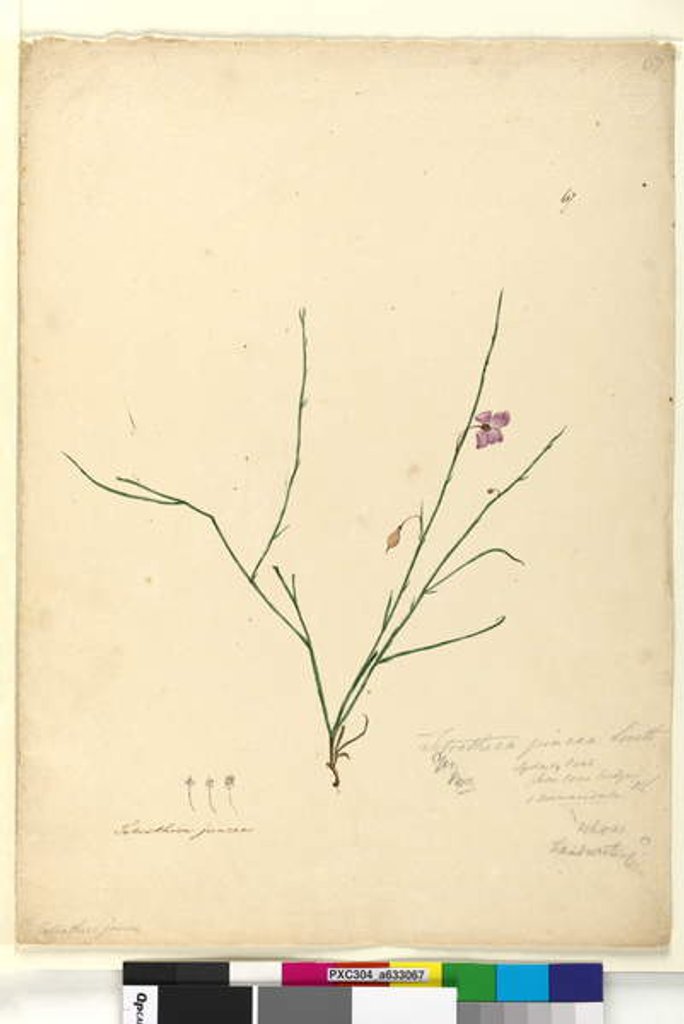 Detail of Page 67. Tetratheca juncea, c.1803-06 by John William Lewin
