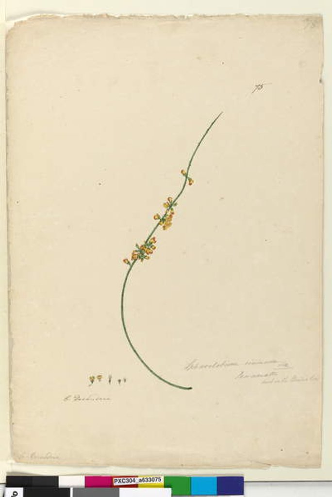 Detail of Page 75. Sphaerolobium vimineum, c.1803-06 by John William Lewin