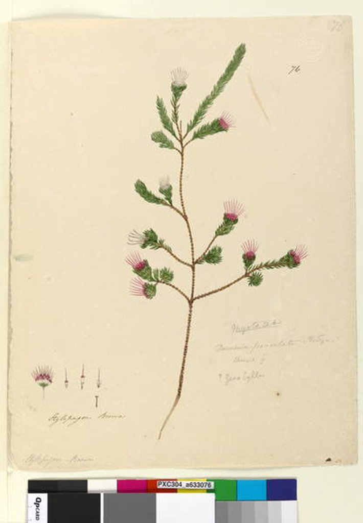 Detail of Page 76. Darwinia fascicularis, c.1803-06 by John William Lewin
