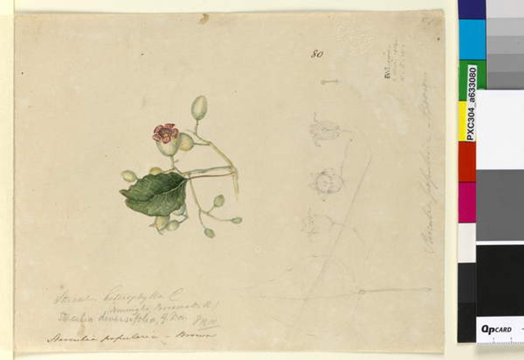 Detail of Page 80. Sterculia diversifolia, c.1803-06 by John William Lewin