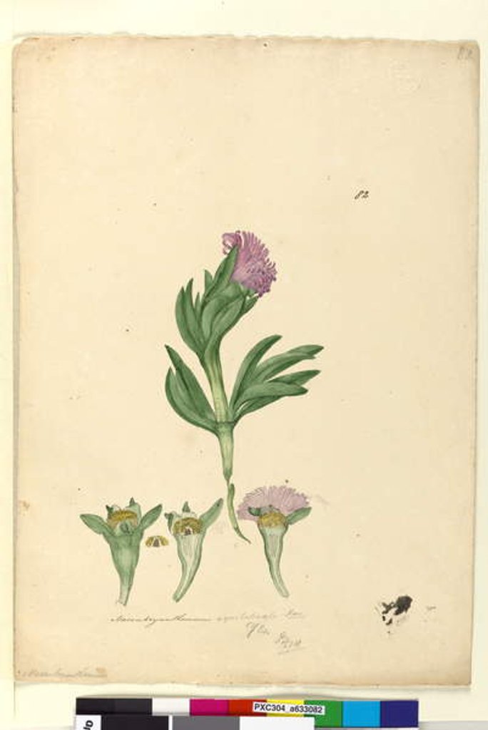 Detail of Page 82. Mesembryanthemum aequilaterale, c.1803-06 by John William Lewin