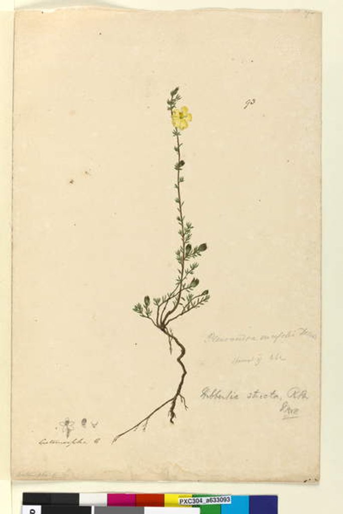 Detail of Page 93. Hibbertia stricta, c.1803-06 by John William Lewin