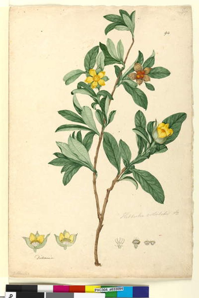 Detail of Page 94. Hibbertia volubilis syn. Hibbertia scandens, c.1803-06 by John William Lewin