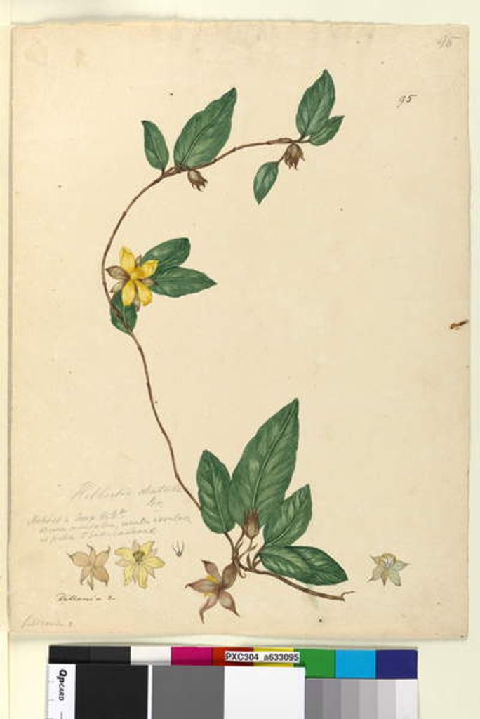 Detail of Page 95. Hibbertia dentata, c.1803-06 by John William Lewin