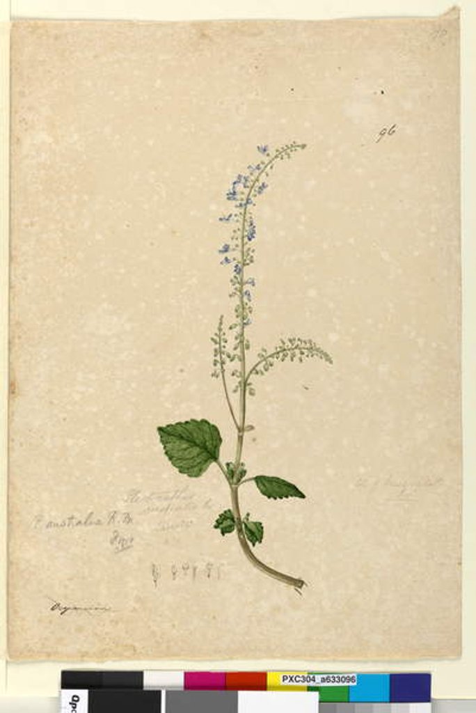 Detail of Page 96. Plectranthus australis, c.1803-06 by John William Lewin