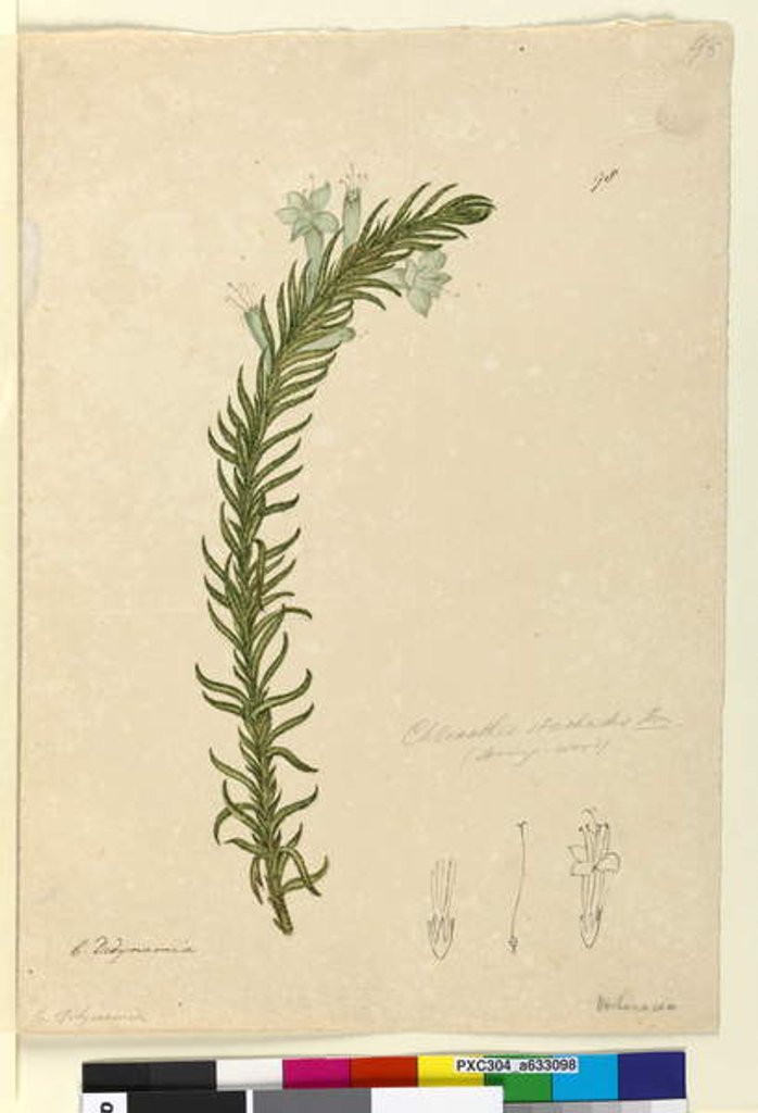 Detail of Page 98. Chloanthes stoechadis, c.1803-06 by John William Lewin