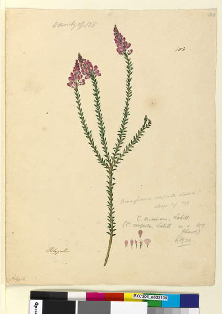 Detail of Page 106. Comesperma ericinum, c.1803-06 by John William Lewin