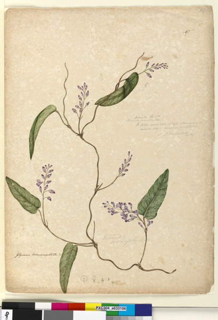 Detail of Page 107. Glycine bimaculata/Glycine tabacina?, c.1803-06 by John William Lewin
