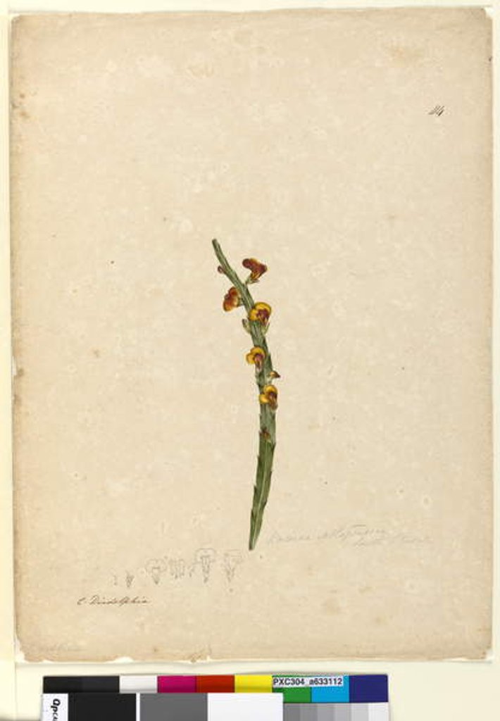 Detail of Page 114. Bossiaea scolopendria, c.1803-06 by John William Lewin