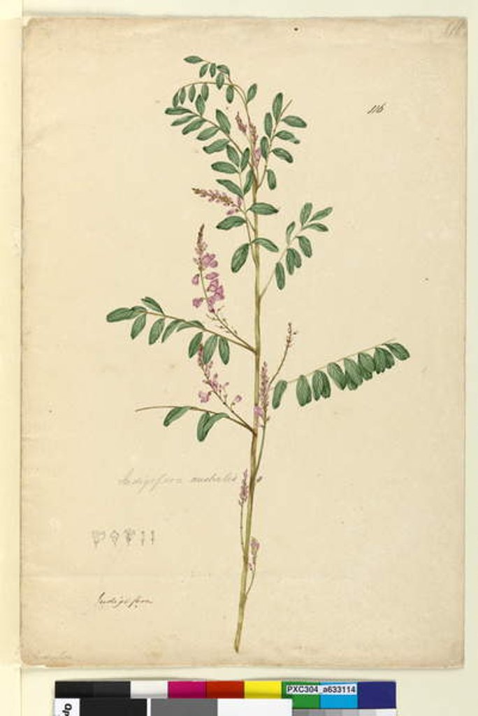 Detail of Page 116. Indigofera australis, c.1803-06 by John William Lewin