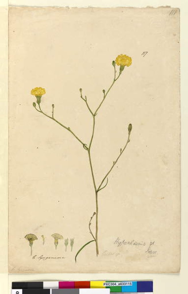 Detail of Page 117. Hypochaeris, c.1803-06 by John William Lewin