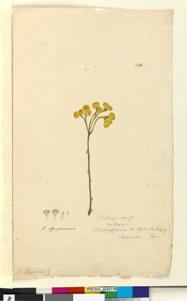 Detail of Page 120. Elichrysum, c.1803-06 by John William Lewin