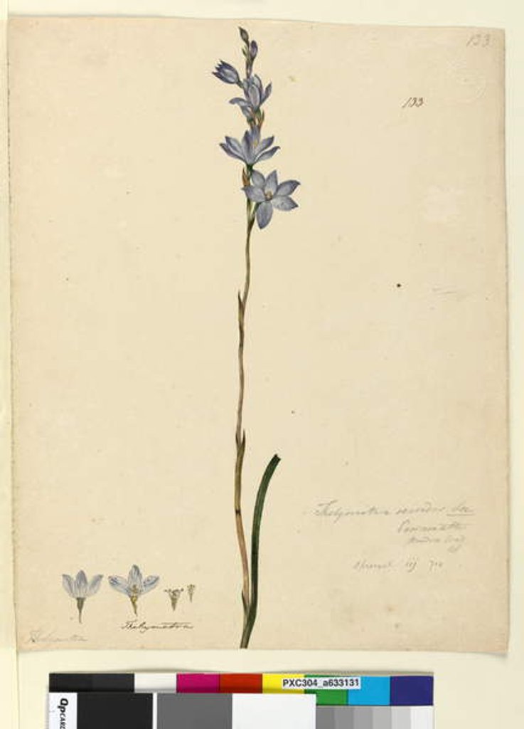 Detail of Page 133. Thelymitra ixioides, c.1803-06 by John William Lewin