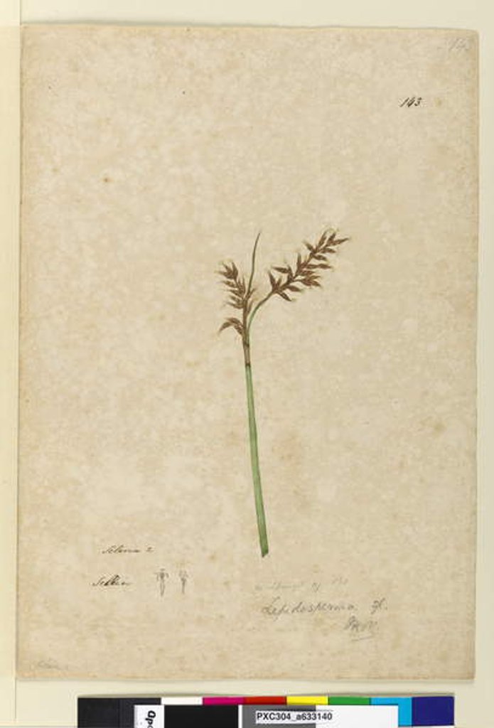 Detail of Page 143. Lepidosperma, c.1803-06 by John William Lewin