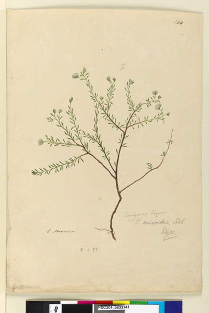 Page 144. Trachymene linearis, c.1803-06 by John William Lewin