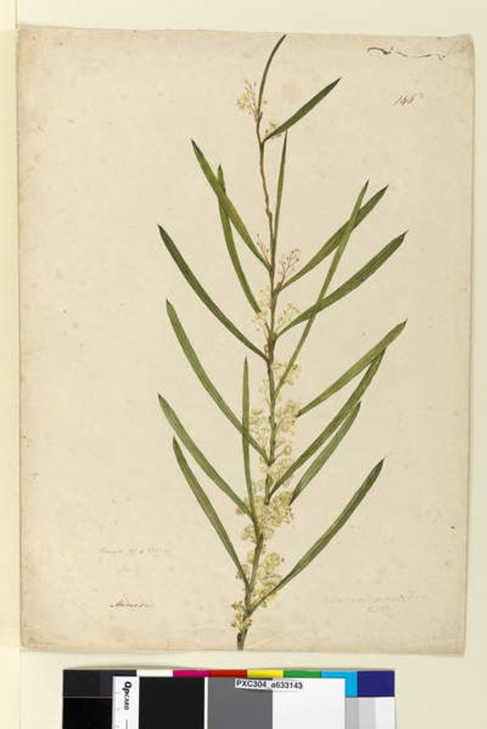 Detail of Page 146. Acacia suaveolens, c.1803-06 by John William Lewin