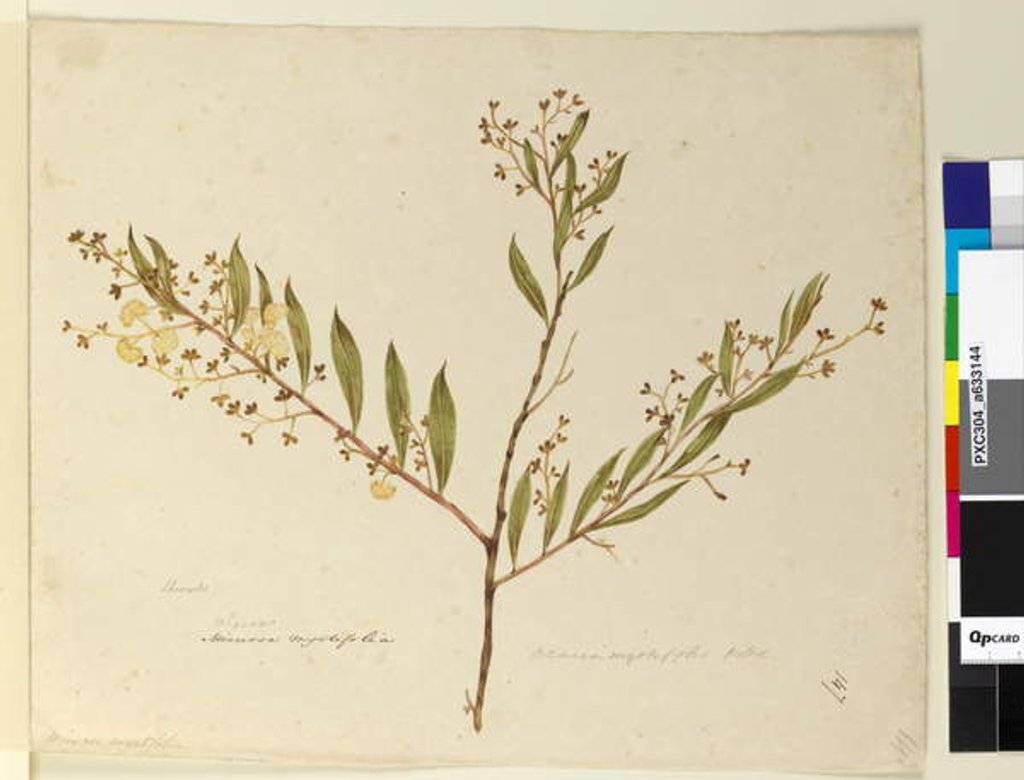 Detail of Page 147. Acacia myrtifolia, c.1803-06 by John William Lewin