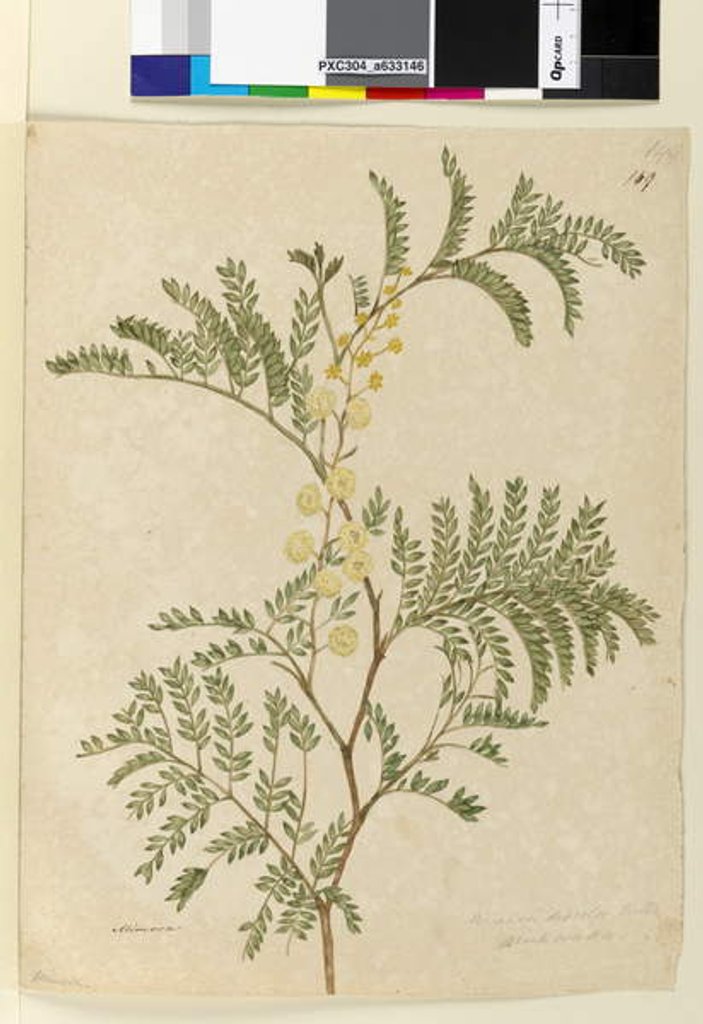 Detail of Page 149. Acacia discolor/Acacia terminalis, c.1803-06 by John William Lewin