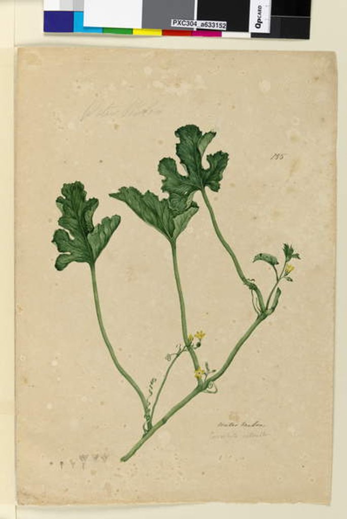 Detail of Page 155. Water Melon, c.1803-06 by John William Lewin
