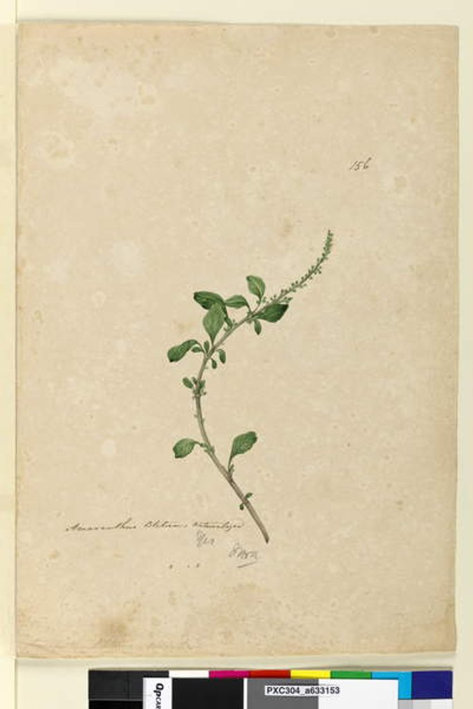 Detail of Page 156. Amaranthus Blitum, c.1803-06 by John William Lewin