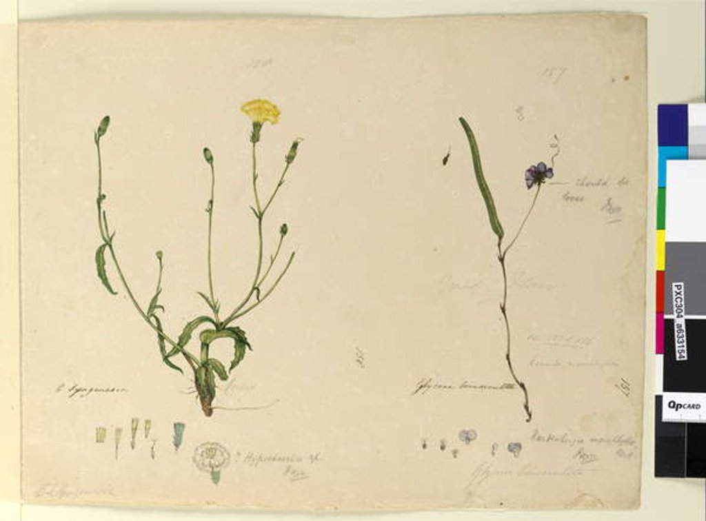 Detail of Page 157. Hardenbergia monophylla/Hardenbergia violacea; 158. Hypochaeris, c.1803-06 by John William Lewin