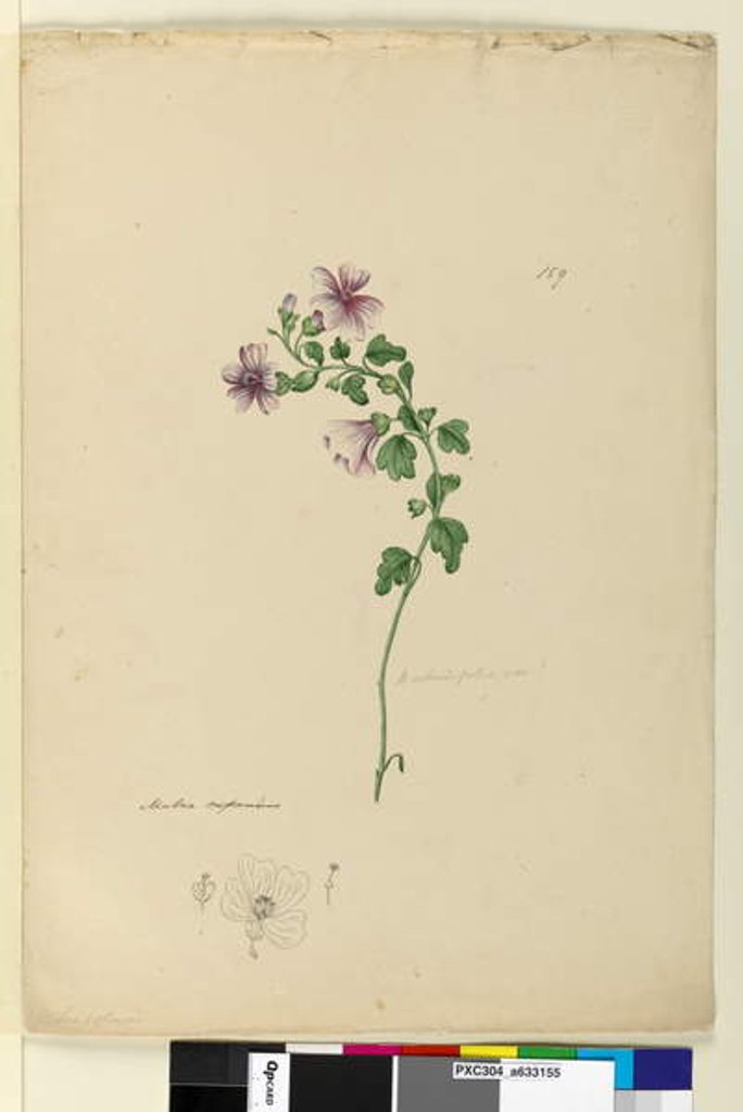 Detail of Page 159. Malva capensis, c.1803-06 by John William Lewin