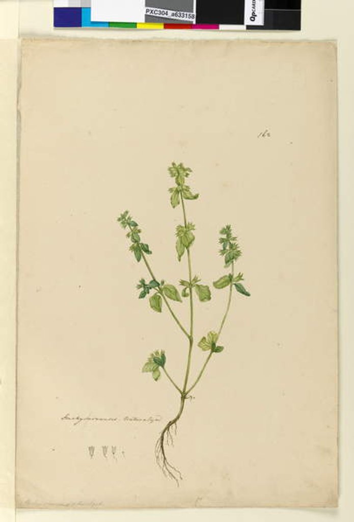 Detail of Page 162. Stachys arvensis, c.1803-06 by John William Lewin