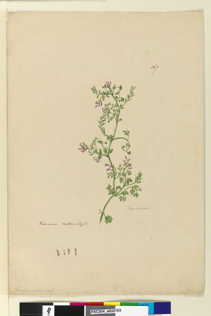 Detail of Page 167. Fumaria naturalized, c.1803-06 by John William Lewin