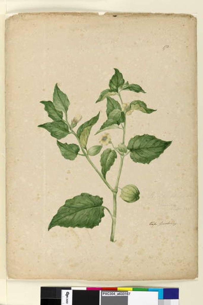 Detail of Page 172. Physalis edulis, c.1803-06 by John William Lewin